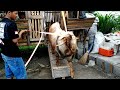 Unloading The Biggest Boer Goat | Boer Goat Farm in Village