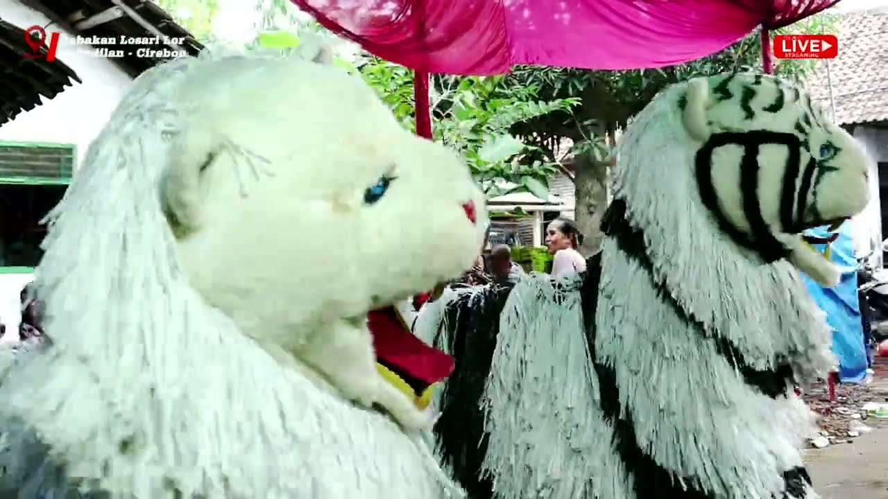 34🎼BLI BISA BARENG🔛BUROK MA NADA🏠BABAKAN LOSARI LOR - PABEDILAN - CIREBON || SABTU, 05 APRIL 2025
