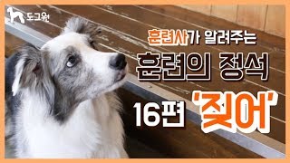 [도그원 Pet TV] 강아지 훈련의 정석 16편 짖어 훈련 / 훈련사가 알려주는 / 애견훈련 / Dog Training