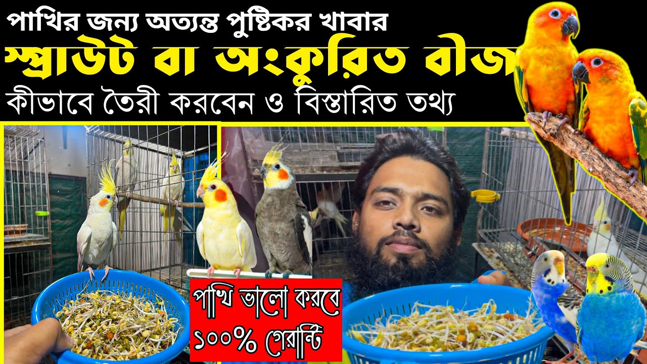 পাখির জন্য স্প্রাউট কতটা গুরুত্বপূর্ণ / স্প্রাউট কিভাবে তৈরি করবেন /sprout for birds / bird food