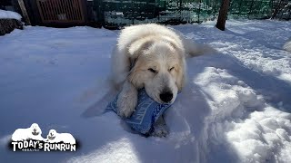 クッションがすっかり気に入ったアランです　Great Pyrenees　グレートピレニーズ