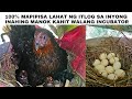 Ano ang diskarte para mapipisa ang lahat ng itlog sa inahing manok kahit walang incubator