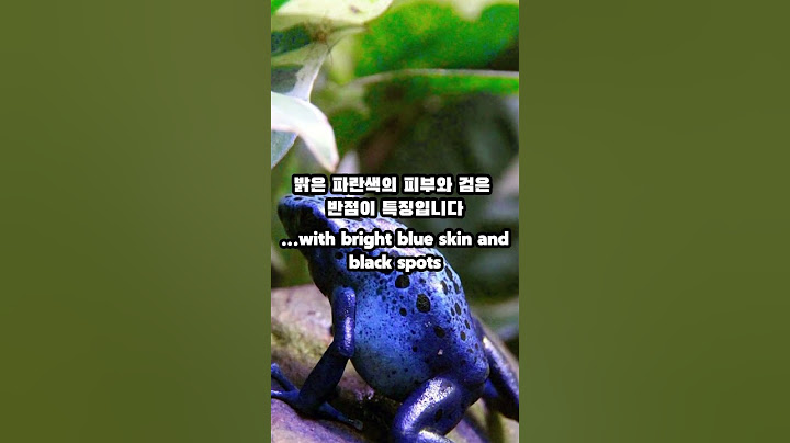 시계에서 위험한 독개구리들(Dangerous Poison Frogs)