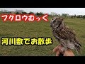フクロウむっく 河川敷でお散歩 Take my owl for a walk