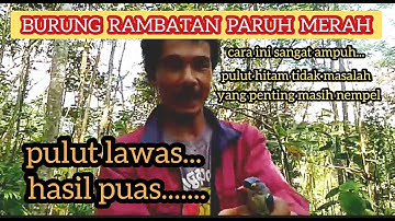 MIKAT BURUNG RAMBATAN PARUH MERAH || BURUNG YANG BANDEL