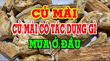 Củ mài trên  rừng - Củ mài có tác dụng gì - Mua củ mài ở đâu
