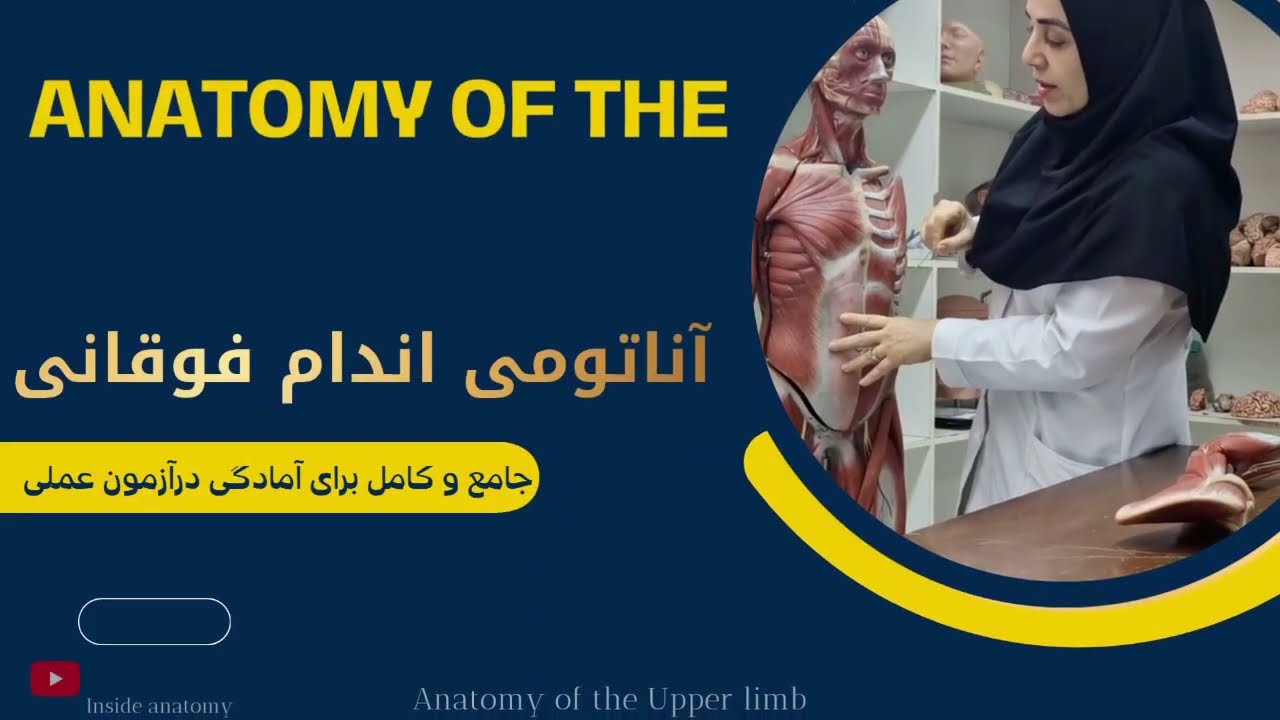 آموزش طناب خلفی شبکه بازویی و شاخه‌های آن | Posterior Cord Anatomy