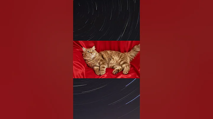 Video 10097151: cute maine coon, animals maine coon, cuteness cutecat