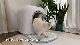 Petliking Selected  Petfamily Automatic Cat Litter Box in Brief!