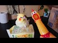 びっくりチキン【未知との遭遇】shrilling chicken