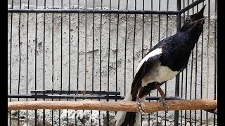 kacer manapun jelas nyaut gacor! pancingan kicau kacer anti bisu! kacer tarung ngotot