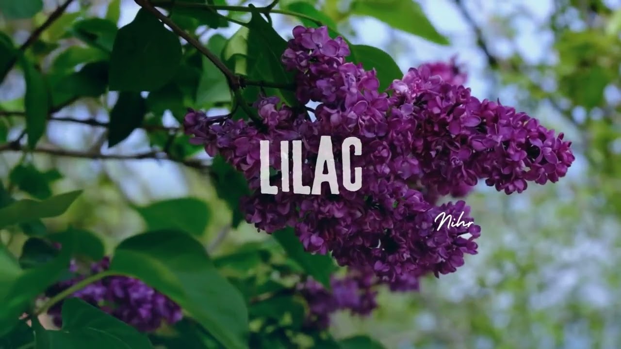 [FREE] Polo G x TheHxliday Type Beat 