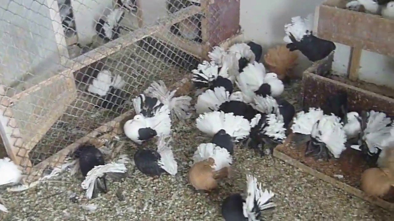 Finetail Pigeons 03459442750 Zain Ali Farming In Pakistan Finetail Pigeons Youtube
