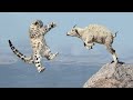 Leopardo das neves cai de penhasco enquanto persegue Cabra Montesa