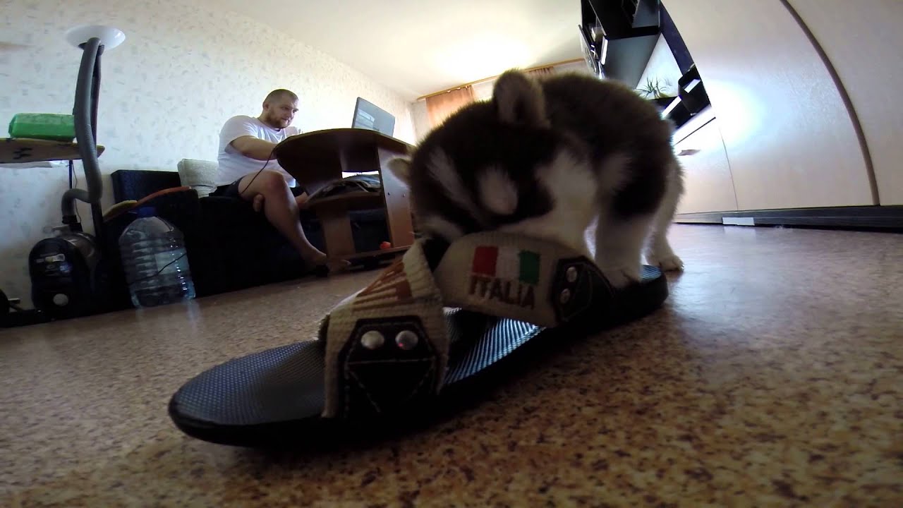 Resultado de imagen para хаски shoes
