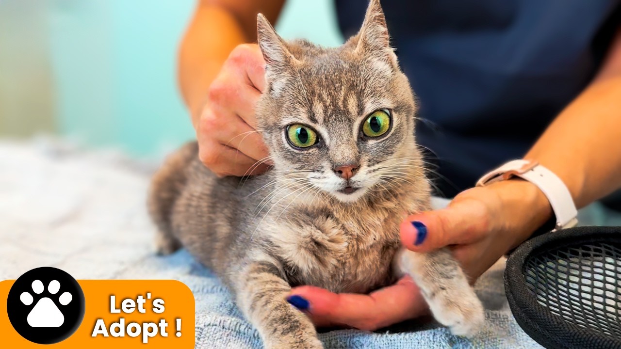 Kitten Abandoned With A Broken Leg And Back Injuries ! - YouTube
