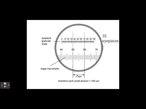 2.1.1. Cell structure b) The use of an eyepiece graticule and stage micrometer.