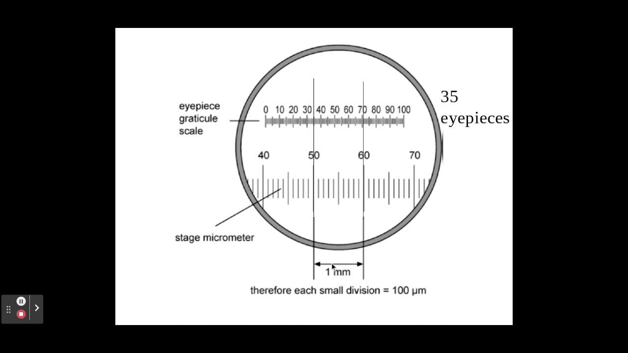 2 1 1 Cell Structure B The Use Of An Eyepiece Graticule And Stage 