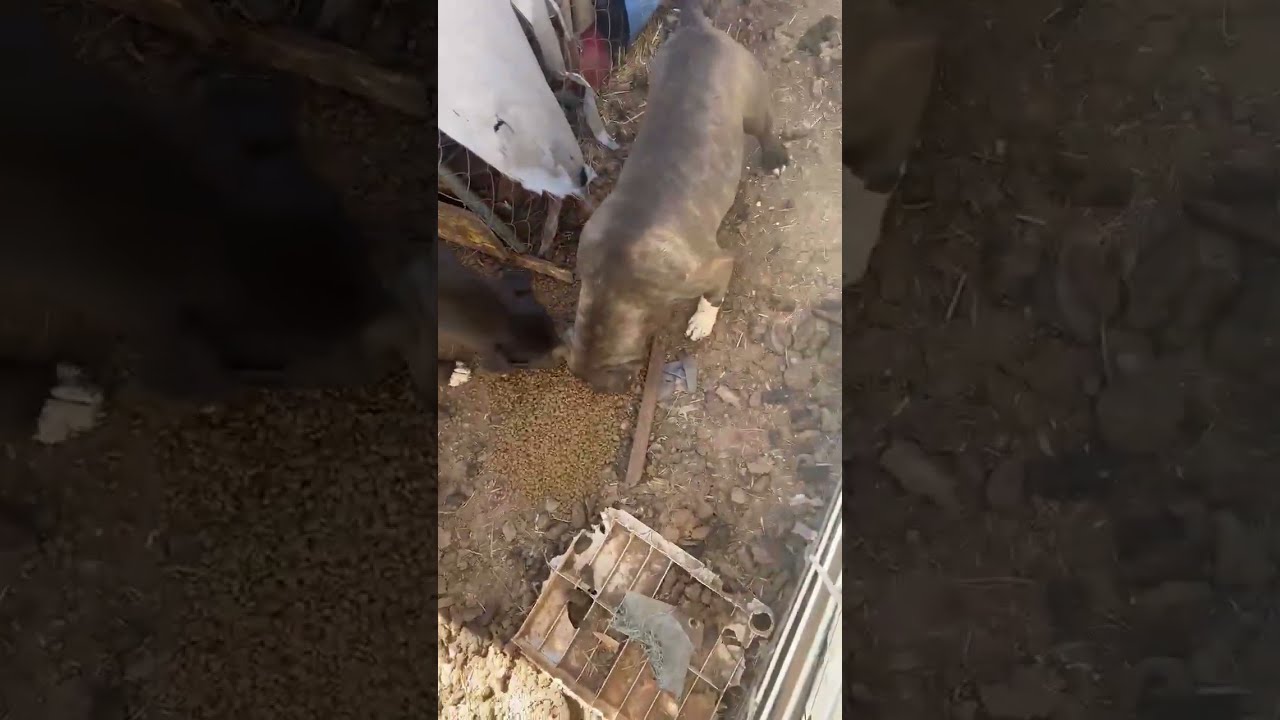 50 Pups Trapped In A Living Nightmare Chained Many Starving One Even Doused Acid STORY BELOW 