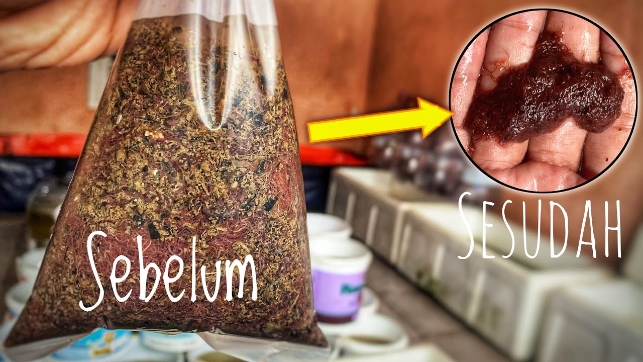 Sangat mudah! Cara bersihkan cacing sutra dari lumpur