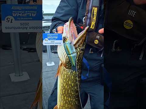 Alle Hechte nur auf DIESEN Köder! 😳🎣