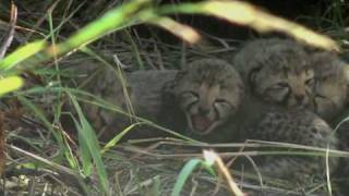 Baby Cheetah Sounds
