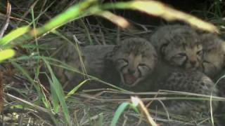 Baby cheetah sounds