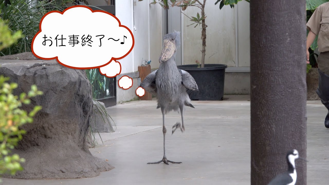 【最終回】ハシビロコウのボンゴとマリンバ一日おつかれさま!!【神戸どうぶつ王国】Shoebill Bongo and Marimba 28