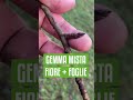 LAMBURDE: riconoscere rami e gemme del MELO