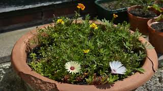 Flower Timelapse 2023-06-16