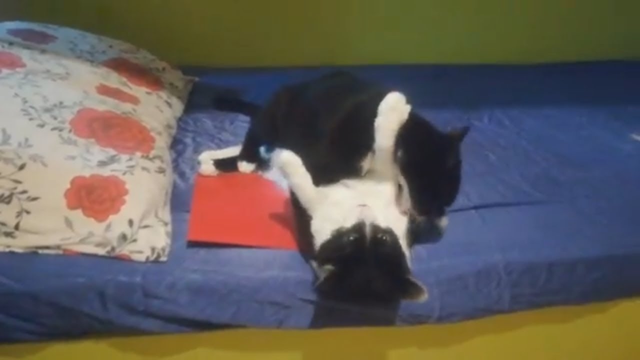 Jugar o pelear? Cats fighting / Katy & Alaska