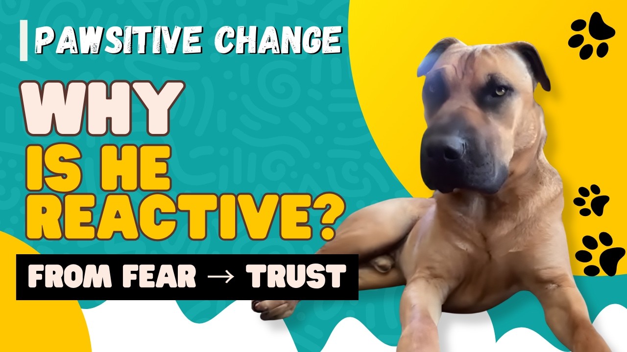 Can Hypnosis Help Reactive Dogs? A Real Pawsitive Change Session
