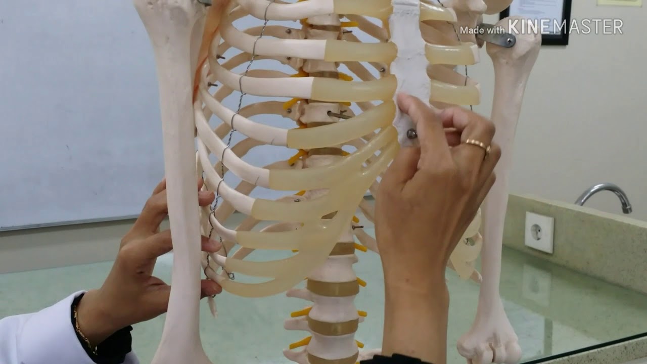 Sistem Rangka Manusia