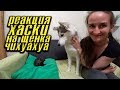 Знакомство хаски Капеллы с щенком Чихуахуа! Первые шаги щенка по новому дому