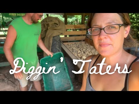 Digging and Storing Your Potatoes
