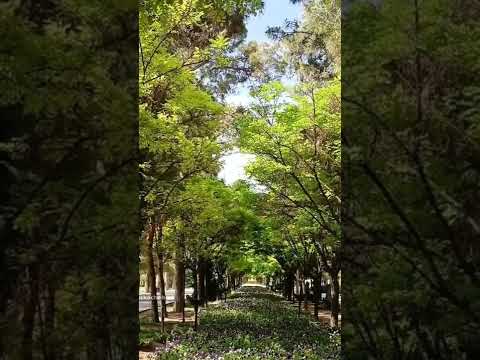 باغ جنت شیراز   طبیعتگرد طبیعت طبیعت بکر باغ آرامش زیبایی شیرازگردی ایرانیان