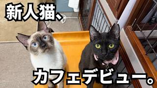 【新人猫】カフェデビュー!!