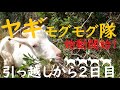 あっという間に雑草が行方不明!?いつもお腹パンパン!ヤギモグモグ隊は引っ越しから二日目 本格的モグモグ始動だメェ~🐐