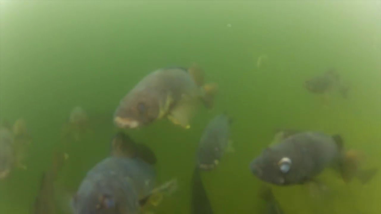 Hand feeding Walleye at Booi's Fly-in Fishing