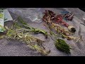 Unboxing dustins fish tanks beautiful plants combo 4 for 1995 aquaticplants aquascape