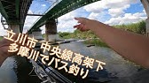 多摩湖 巨大ブラックバス増加 13 5月 Youtube