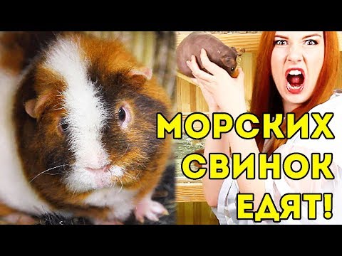 Видео: Где и как есть морскую свинку, или кую, в Лиме и сельской местности Перу