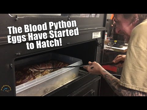 Saving the Baby Blood Pythons: Part 1 -- Separating Mom From the Babies! 🐍