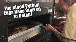 Saving the Baby Blood Pythons: Part 1 -- Separating Mom From the Babies! 🐍 Wealth
