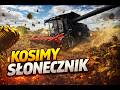 KOLEJNE NOWE POLE KOSIMY SŁONECZNIK FARMING SILMULATOR 2022