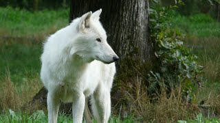 WHAT IS THE SYMBOLIC MEANING OF THE WHITE WOLF ?