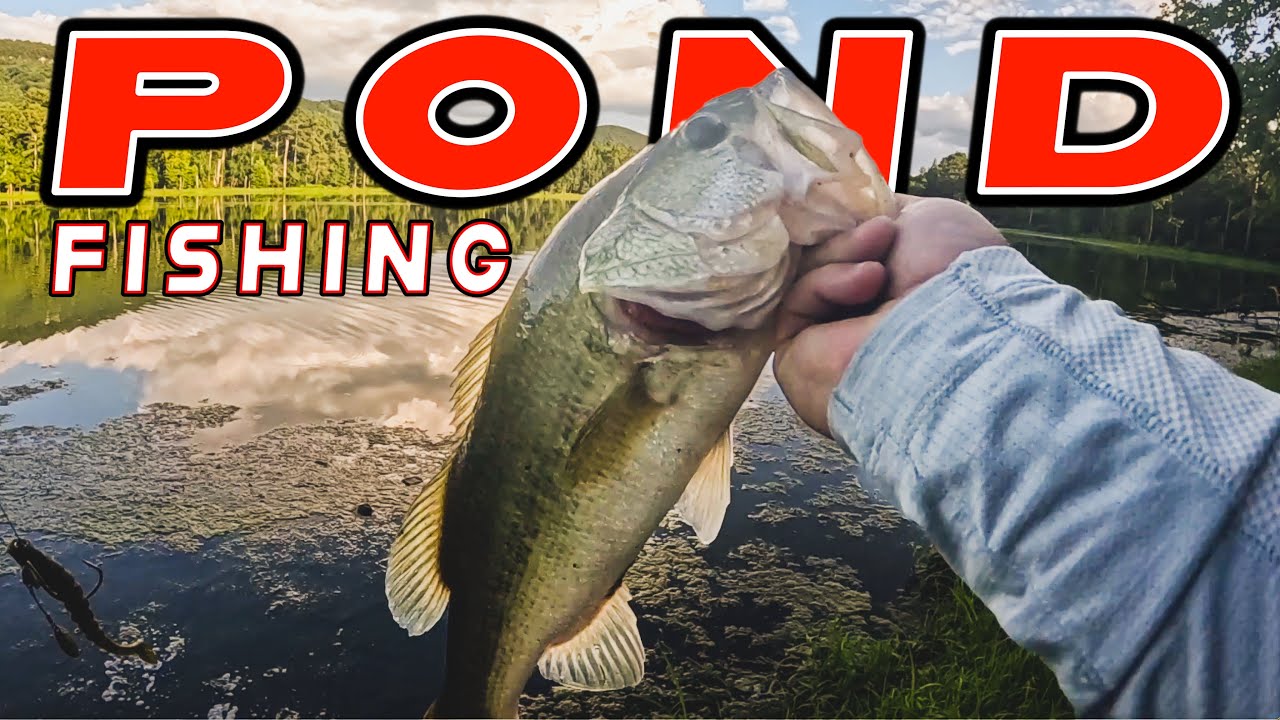 Bank Fishing Tips For Hot Summer Bass! (Pond Fishing In A New State)