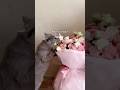 心配するネコのサムネイル