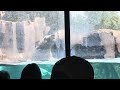 The polar bear at the stl zoo was swimming today (he looks bored)🐻‍❄️
