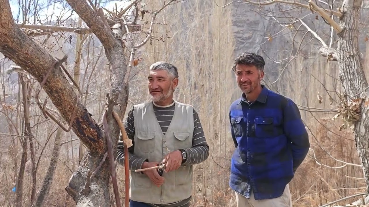 Grafting krne ka tarika #ldakh #turtuk #goba ali #nubra 